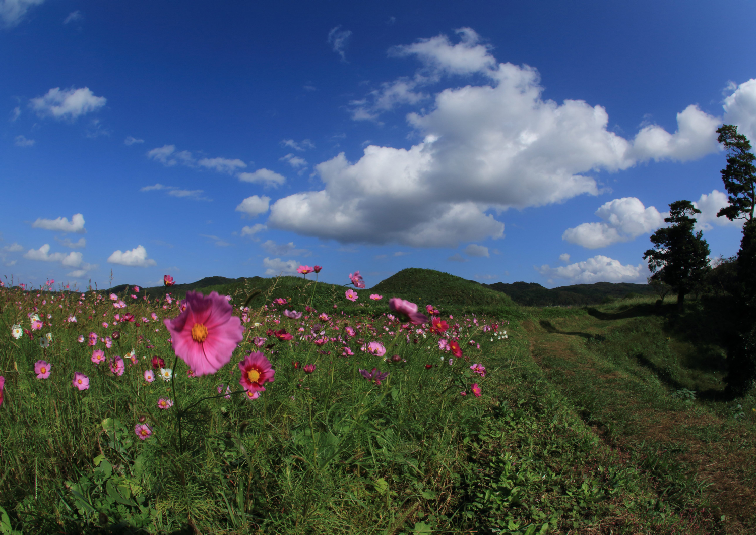 【優秀賞】コスモスに彩られた奴山古墳 撮影：古川佐代美