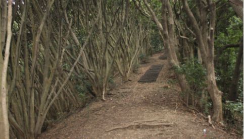 Picture：Mountain path of Mt. Mitake