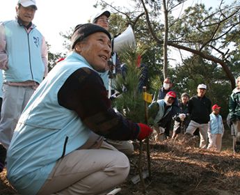 Preserving the pine groves